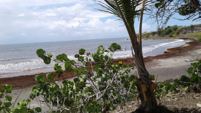 sar pogson bay1 (1)