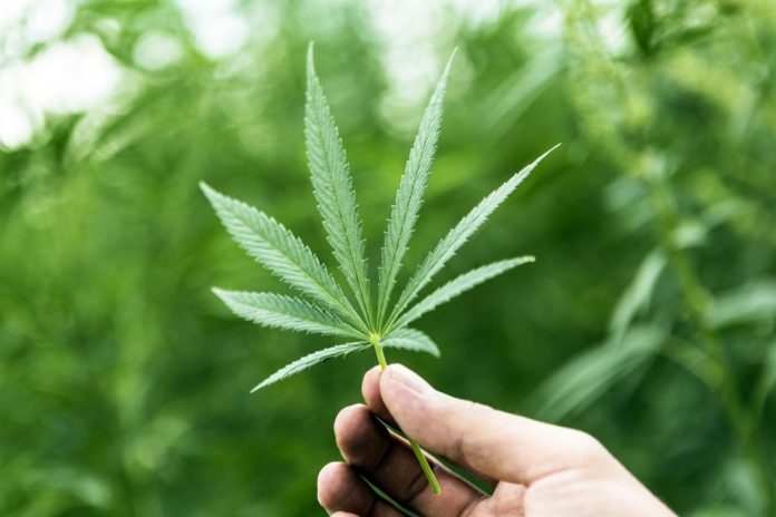 Cannabis cultivators get amnesty offer Cannabis cultivators get amnesty offer