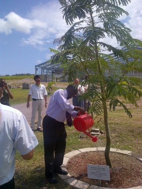A tree being planted A tree being planted