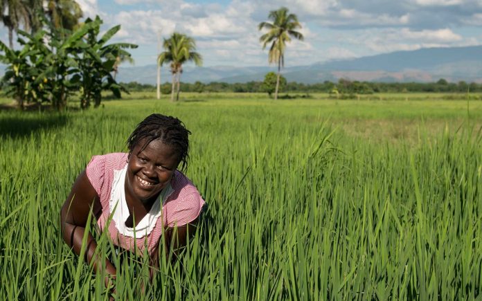 Haiti agriculture