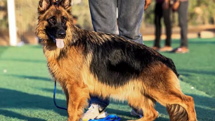 Buddy, first dog to test positive for coronavirus dies in New York