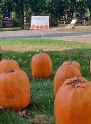 Pumpkin sale in Fox Chapel will help build schools, clinics in Haiti Pumpkin sale in Fox Chapel will help build schools, clinics in Haiti