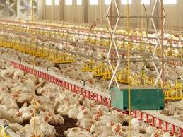 Chicken shortage hits Jamaican market Chicken shortage hits Jamaican market