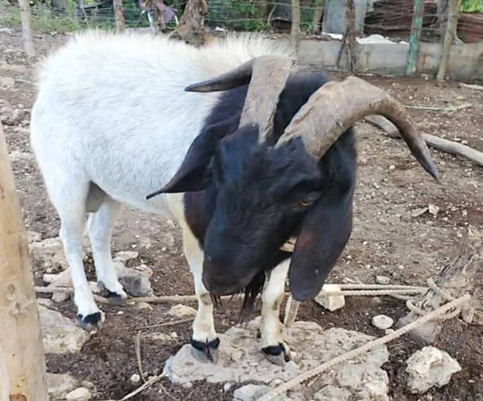goat goat