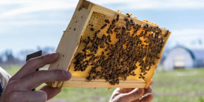 Beekeeping