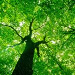 Trees are an essential part of the ecological system, both because of their absolute requirement for the well-being of the people and the environment as a whole and as a source of food and sustenance to many people of the world.