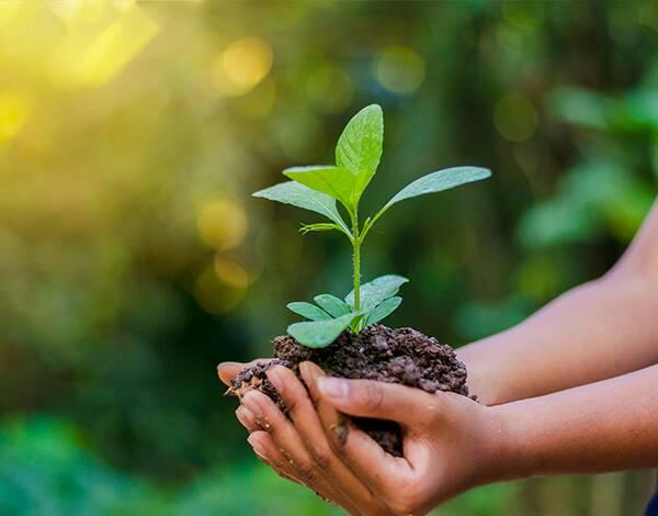 Trees are critical in creating a healthier, safer, and more connected community. They clean the air we breathe, filter out the water we consume, and even slow the storm surges and flooding in our cities.