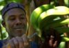 The Government of Saint Lucia has approved a 30 per cent (30%) subsidy on inputs for banana farmers in light of the rising cost of production and productivity challenges faced by stakeholders in the banana sub-sector.