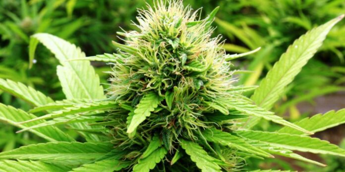 cannabis-1920x1200-1-1140x570 The Government of St Kitts and Nevis, under the leadership of the Prime Minister, Dr Terrance Drew, is planning to take several necessary actions to create a sustainable medicinal cannabis industry.