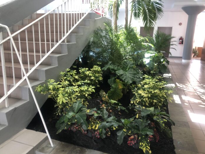 PM Terrance Drew shares beautification drive update from Govt HQ, Image Courtesy: Facebook
