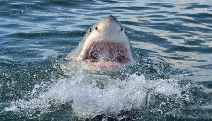 1078365_638933_russian-man-shark-attack_updates Brutal shark attack leaves 73-year old hospitalized in Bahamas