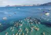 Cross Channel Swim from St Kitts to Nevis to return, know events