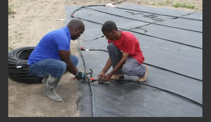 Installation of 25 by 25 drip irrigation kits and ground cover. (Credits: St.Kitts and Nevis Information Service - SKNIS, Facebook)