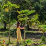 Explore five-acre fruit farm in Cades Bay. (Credits: Four Seasons Resort Nevis, West Indies, Facebook)