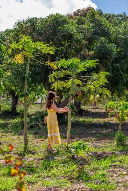Explore five-acre fruit farm in Cades Bay. (Credits: Four Seasons Resort Nevis, West Indies, Facebook)