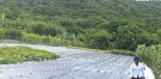 25 by 25 Agenda is under advancing progress in St. Kitts and Nevis.