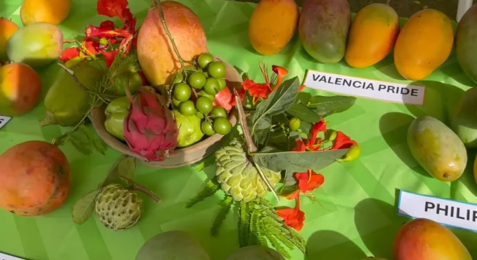 Nevis Mango Festival 2024 commences, Premier Brantley shares highlights. Credits: Facebook.