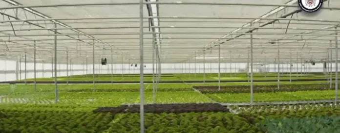 image (6) Government Pushes Forward with Greenhouse Village Project at Brotherson Estate