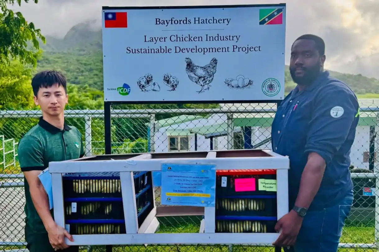 St. Kitts and Nevis Expands Poultry Industry with 480 New Chicks