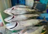 St. Kitts and Nevis Deploys 21 FADs, expands opportunities for fisherfolk