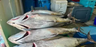 St. Kitts and Nevis Deploys 21 FADs, expands opportunities for fisherfolk